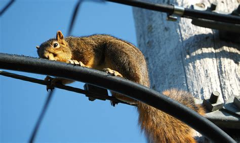 Curze of the squirrel